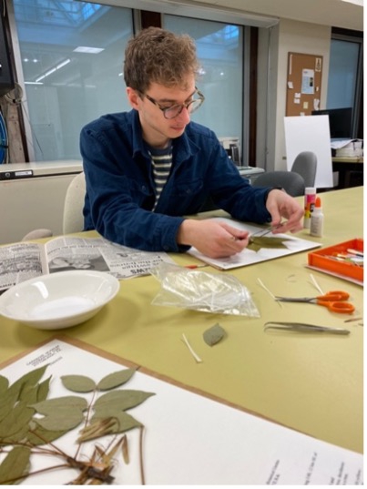 The author mounting a plant specimen on a collection sheet. 