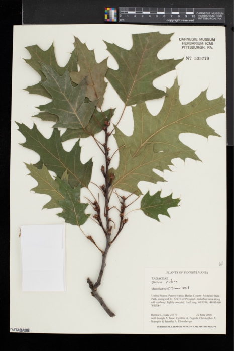 Botany specimen #535779, a Quercus rubra (Red Oak) branch and leaves.  