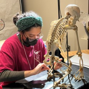 A woman uses tools to delicately clean a primate skeleton 